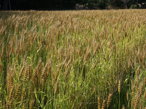 Triticum aestivum