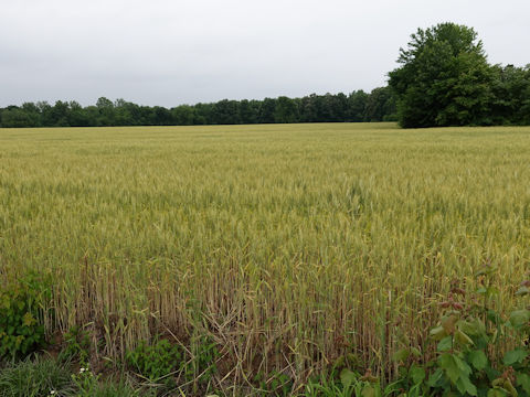 Triticum aestivum