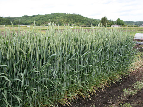 Triticum aestivum