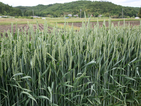 Triticum aestivum