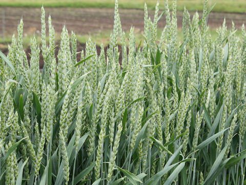 Triticum aestivum