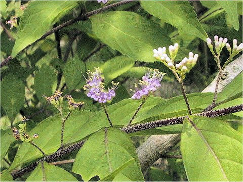 Callicarpa dichotoma