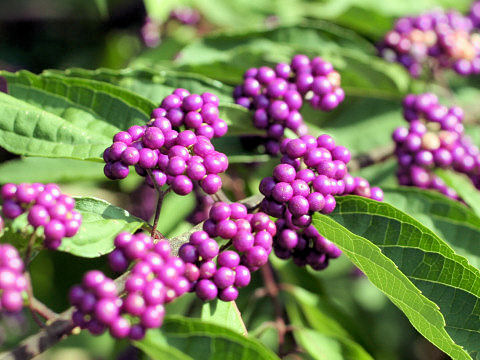 Callicarpa dichotoma