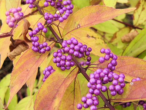 Callicarpa dichotoma