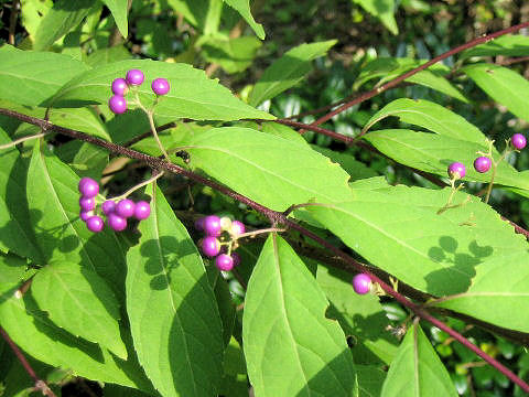 Callicarpa dichotoma