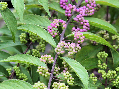 Callicarpa dichotoma