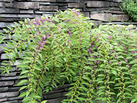 Callicarpa dichotoma