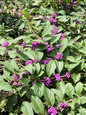 Callicarpa dichotoma