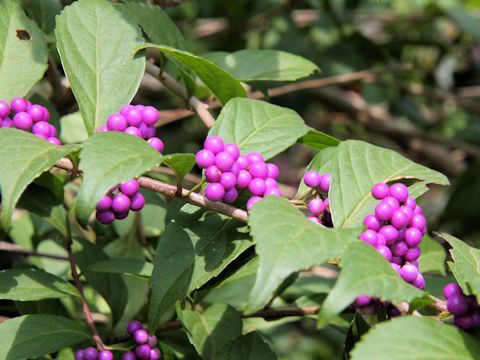 Callicarpa dichotoma