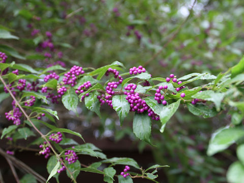 Callicarpa dichotoma