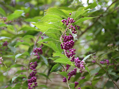 Callicarpa dichotoma