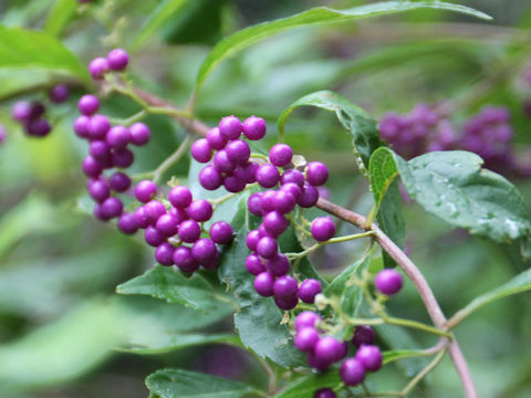 Callicarpa dichotoma