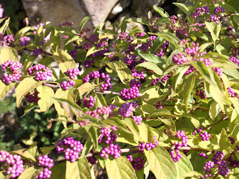 Callicarpa dichotoma