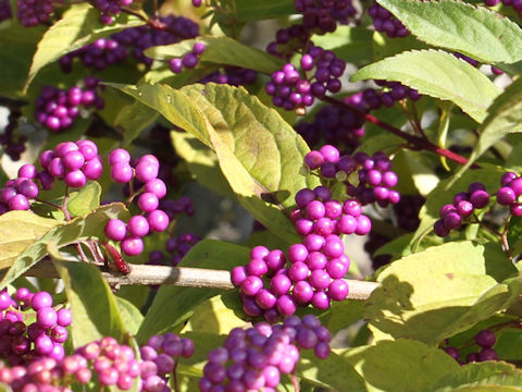 Callicarpa dichotoma