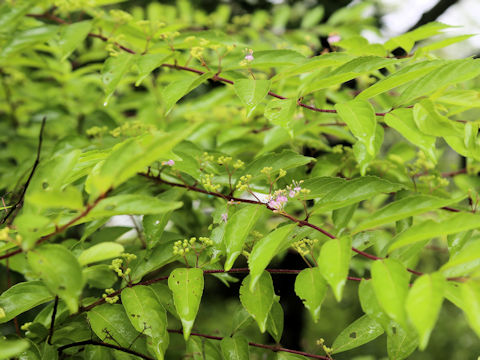 Callicarpa dichotoma