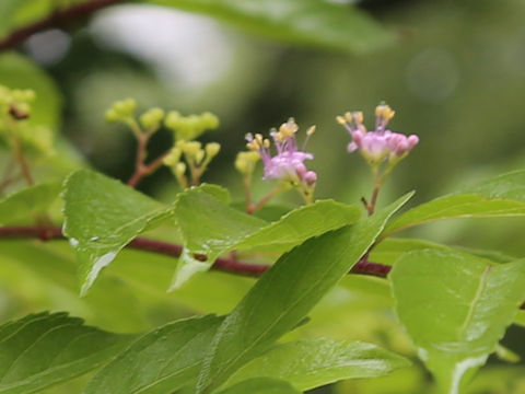 Callicarpa dichotoma