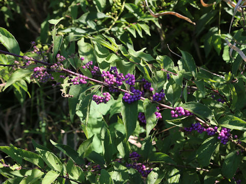 Callicarpa dichotoma