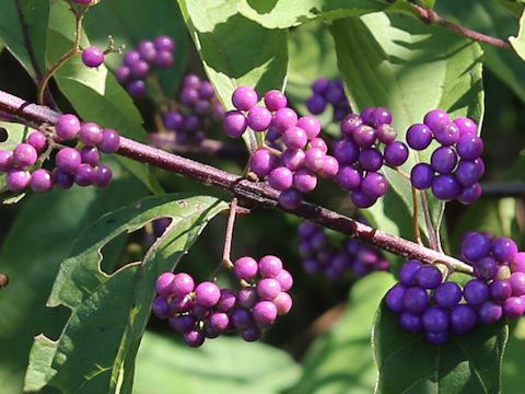 Callicarpa dichotoma