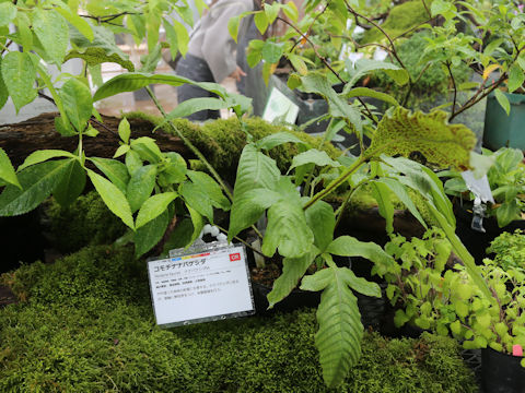 Tectaria fauriei