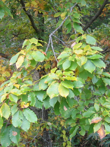 Quercus serrata