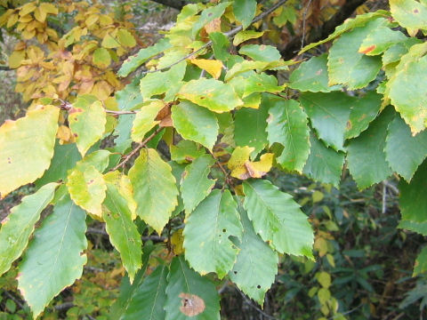 Quercus serrata