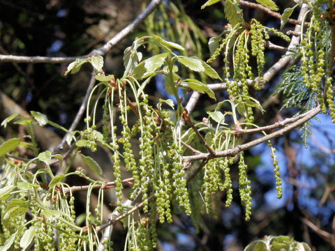 Quercus serrata