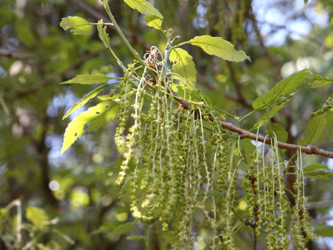 Quercus serrata