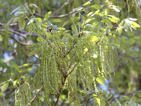 Quercus serrata