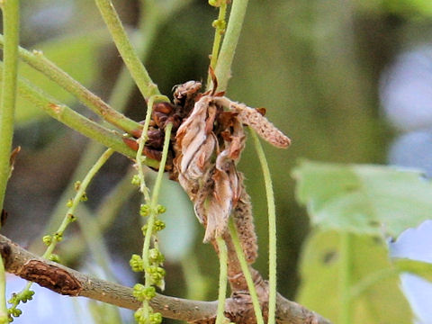 Quercus serrata