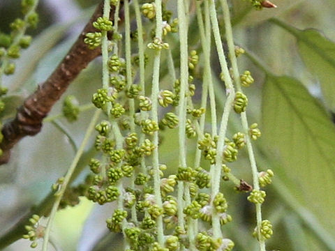 Quercus serrata