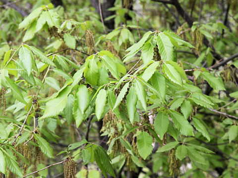 Quercus serrata