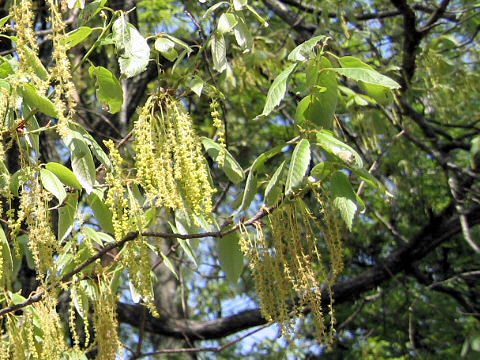 Quercus serrata