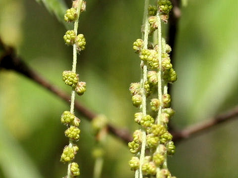 Quercus serrata