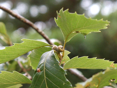 Quercus serrata