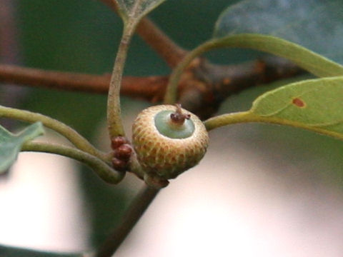 Quercus serrata