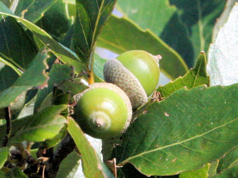 Quercus serrata