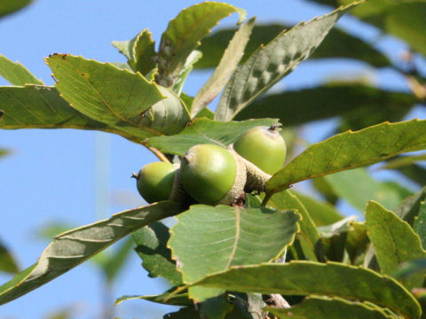 Quercus serrata