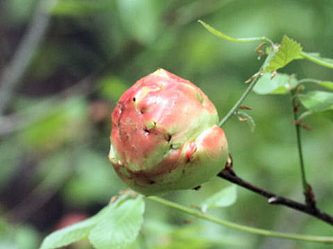 Quercus serrata