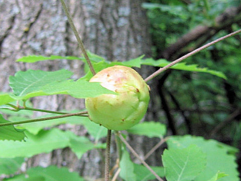 Quercus serrata