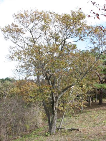 Quercus serrata