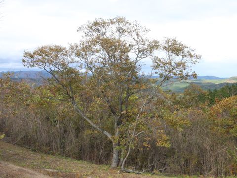 Quercus serrata