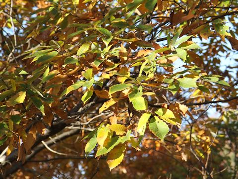 Quercus serrata