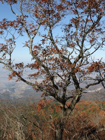 Quercus serrata