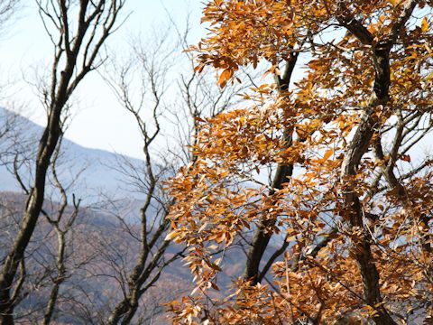 Quercus serrata