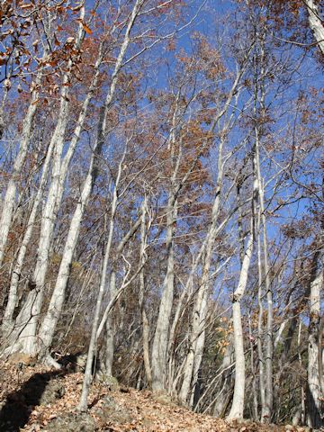 Quercus serrata