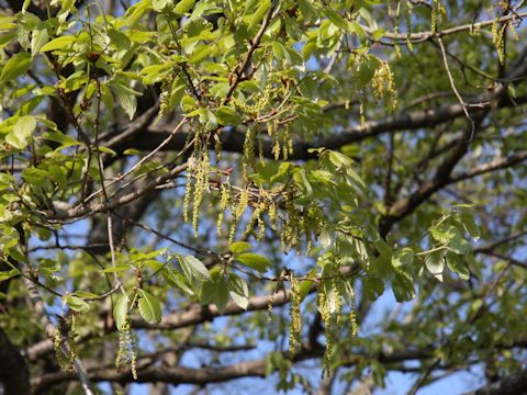 Quercus serrata