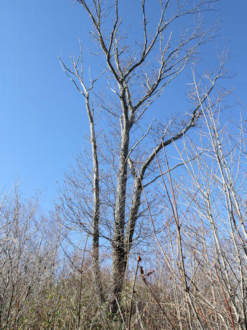 Quercus serrata