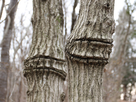 Quercus serrata