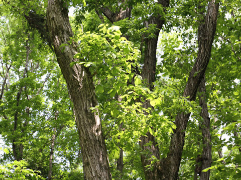 Quercus serrata