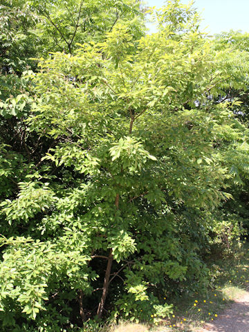 Quercus serrata